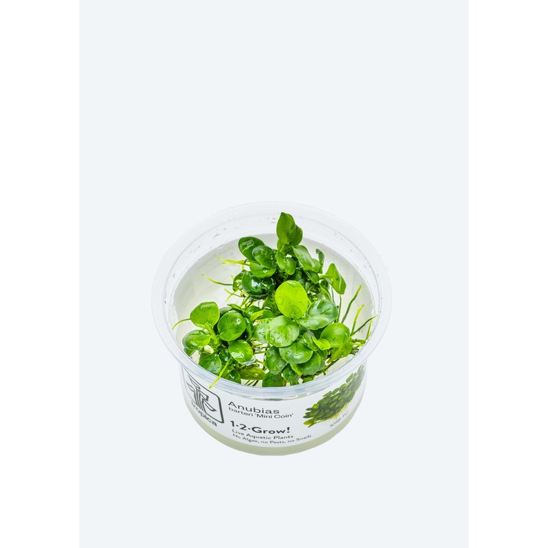 1-2-Grow! Anubias ‘Mini Coin’