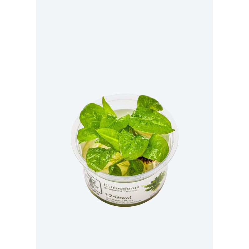1-2-Grow! Echinodorus ‘Tropica’