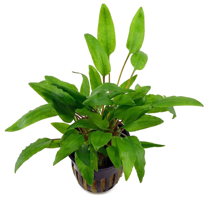 TCulture Cryptocoryne Wendtii ‘Green’ (Pot/TC Cup)