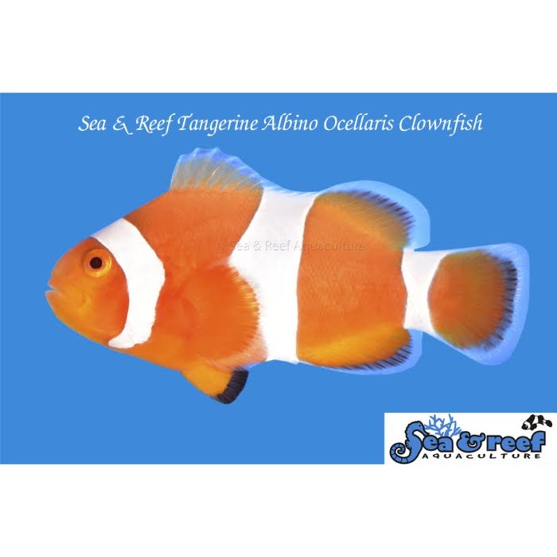 Clown – Tangerine Albino