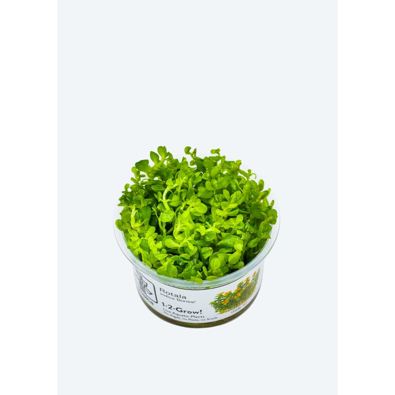 1-2-Grow! Rotala ‘Bonsai’