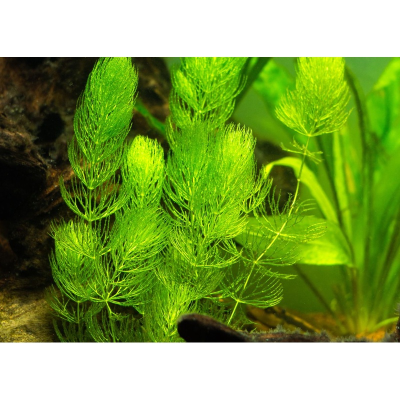 Aqua Serene Hornwort