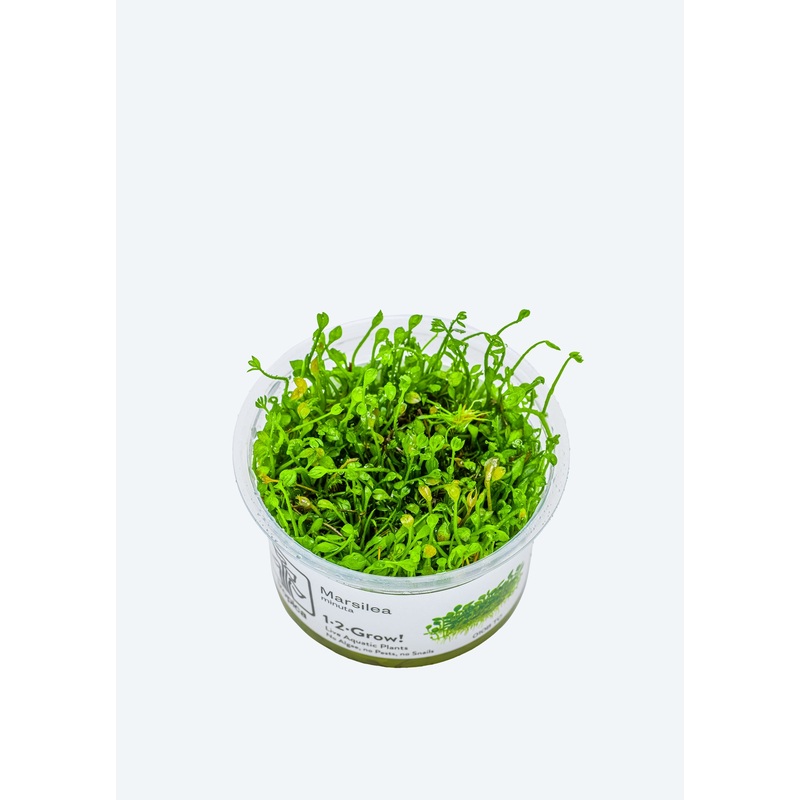 1-2-Grow! Marsilea minuta