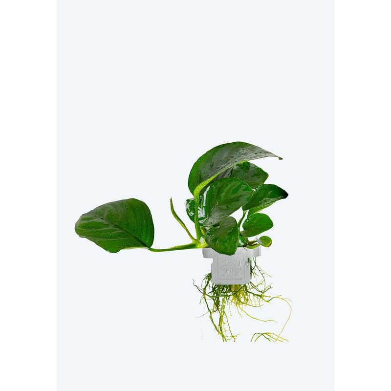 Anubias barteri caladiifolia Clip