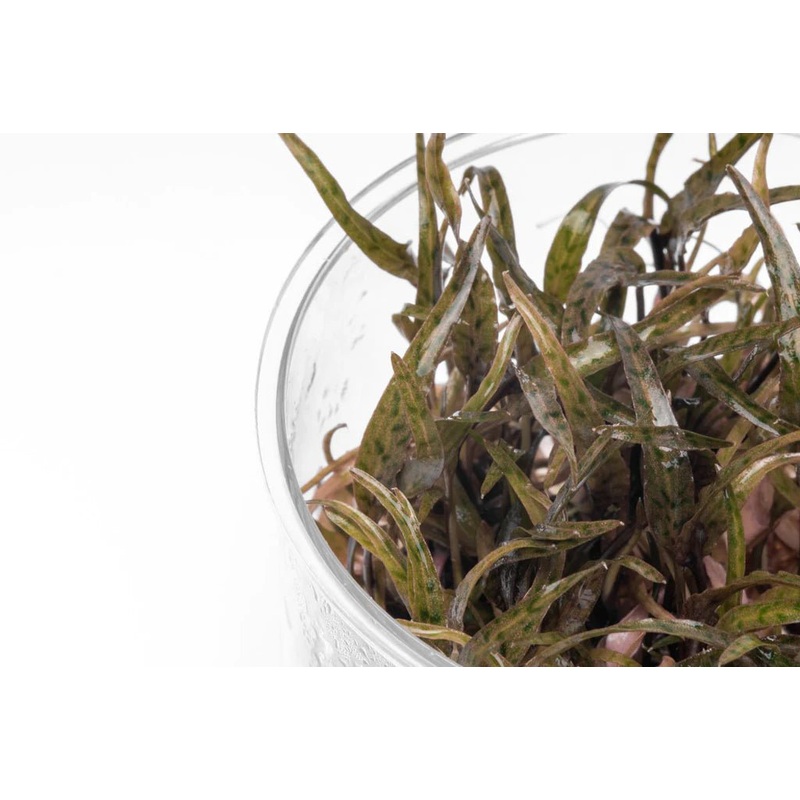Cryptocoryne Ferruginea Sekadauensis TC Cup