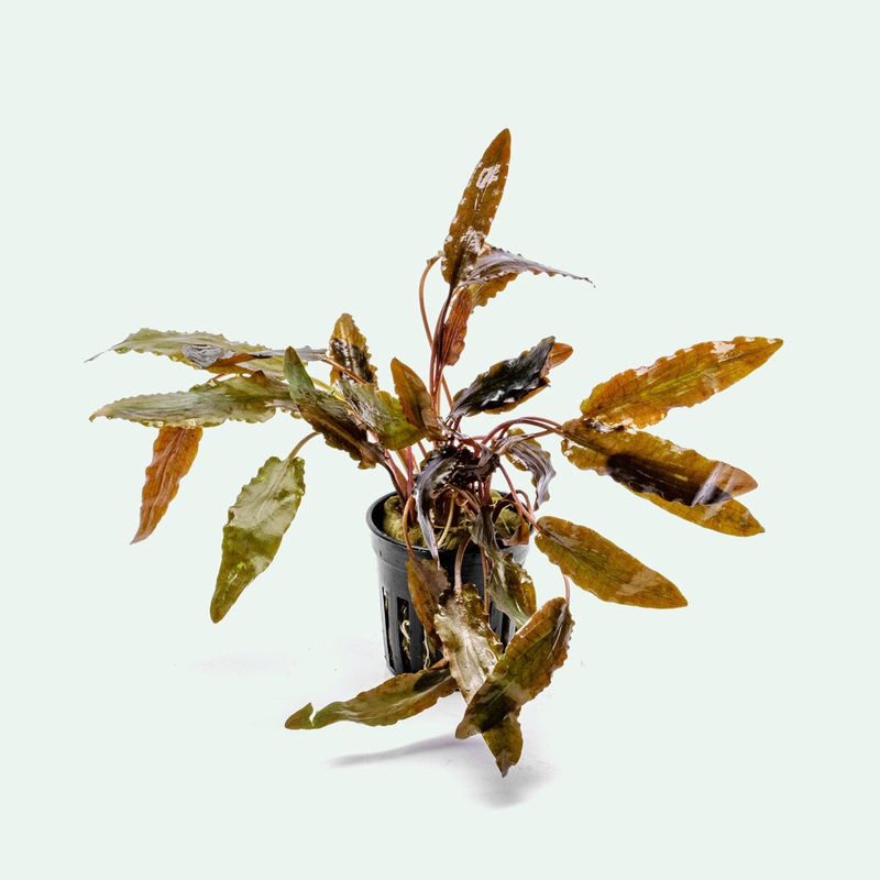 Cryptocoryne Hudoroi