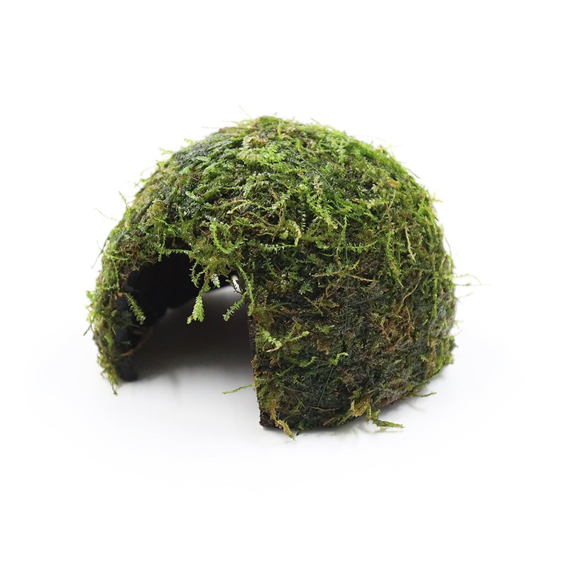 Java Moss on Coconut Half (Vesicularia dubyana on Coconut Half)