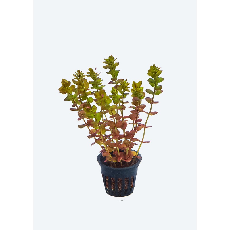 Rotala macrandra