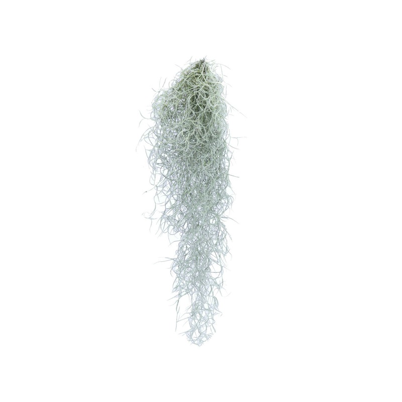 Terrarium Plant – Spanish Moss Clump (S)