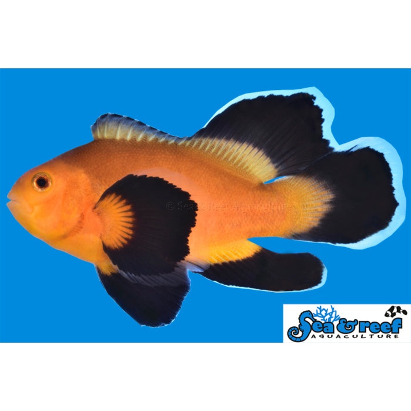 Clown – Mochaccino Longfin