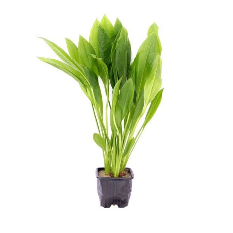 Dennerle Echinodorus grisebachii ‘Bleherae’, XL