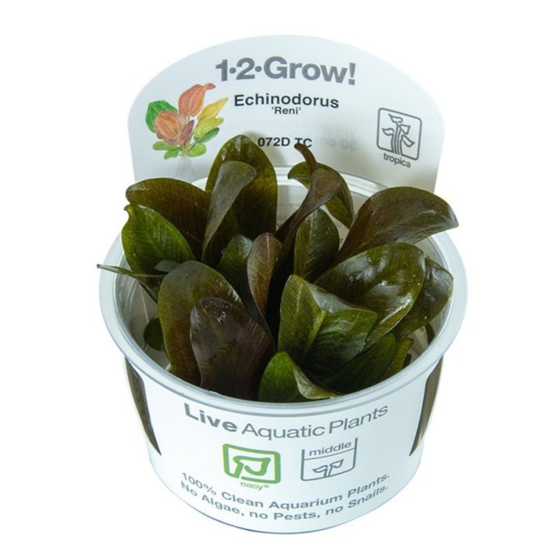 Tropica Echinodorus ‘Reni’ 1-2-Grow!