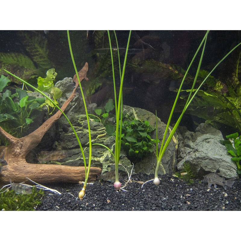 Dwarf Onion Plant AKA Autumn Zephyr Rain Lily (Zephyranthes candida), Bulb Plant