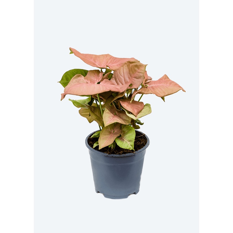 Syngonium Pink Neon