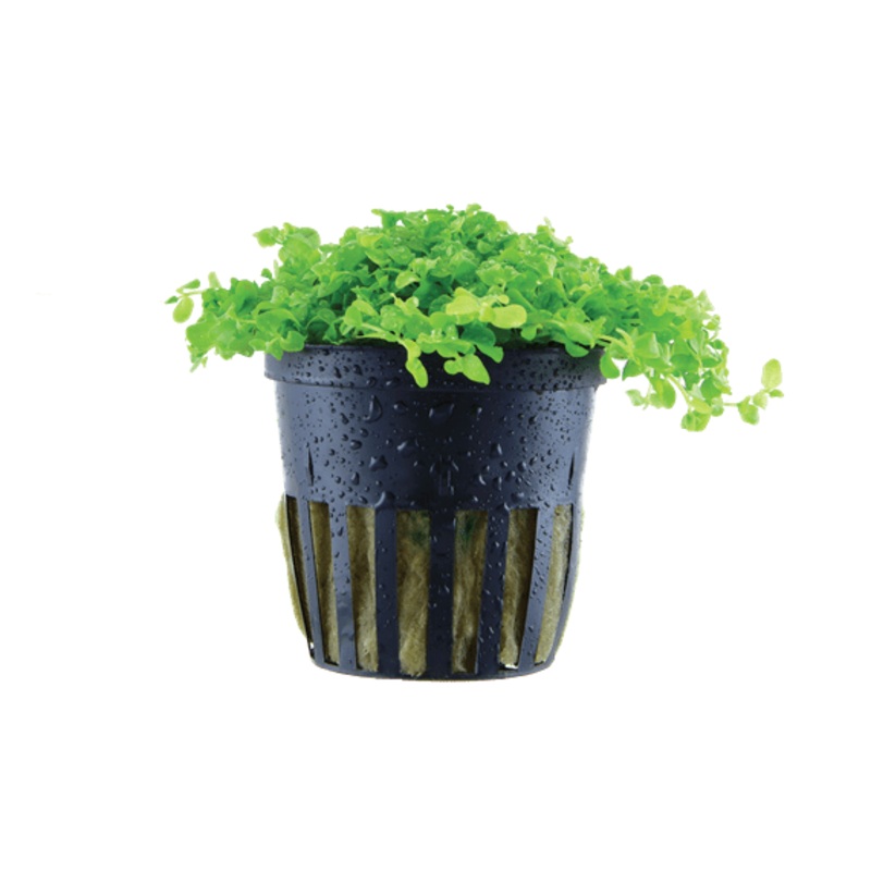 Tropica Micranthemum Tweediei ‘Monte Carlo’