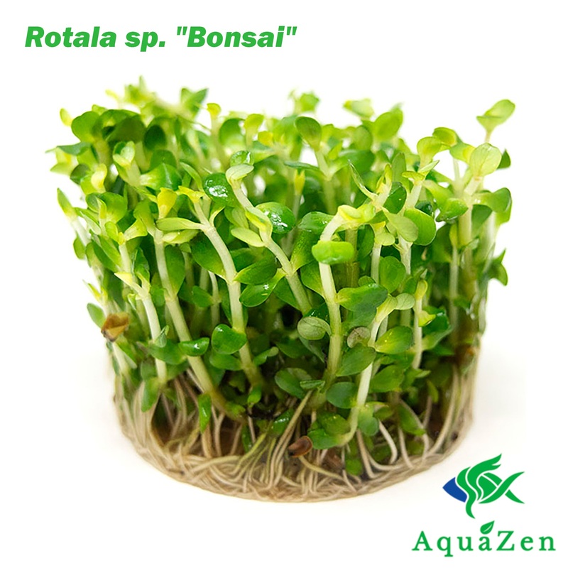 Bonsai Rotala AKA Ammannia Bonsai AKA True Rotala indica (Rotala sp. “Bonsai”) Tissue Culture