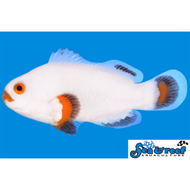 Clown – Tangerine Solar Storm