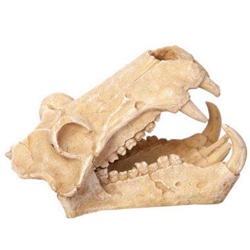 Ornament Hippo Skull 11wx18.5dx13cmh