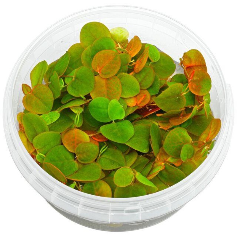 TCulture Phyllanthus fluitan (Portion)