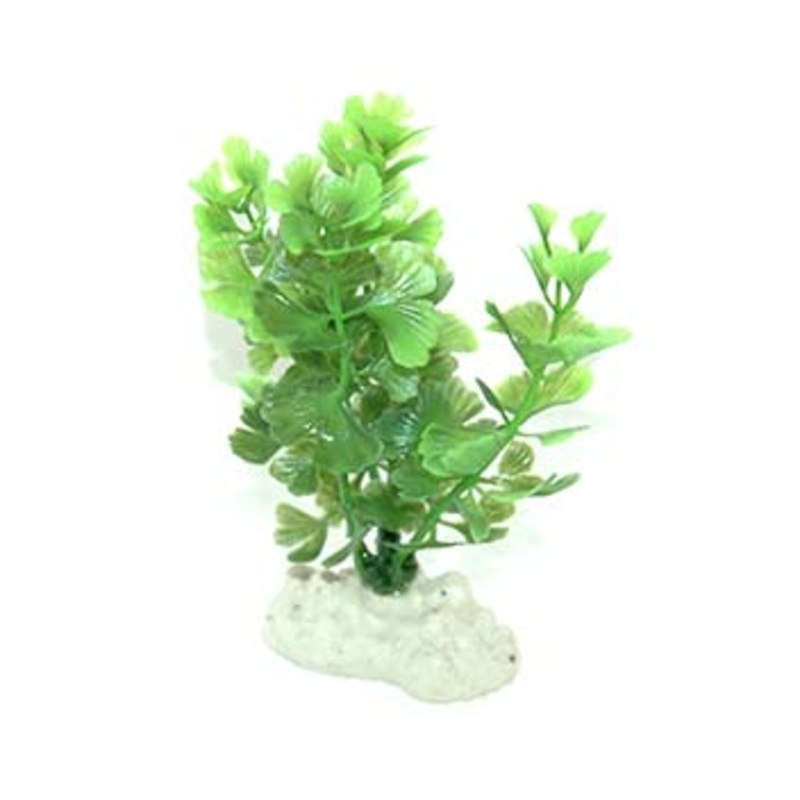 AquarWorld Baby Fern