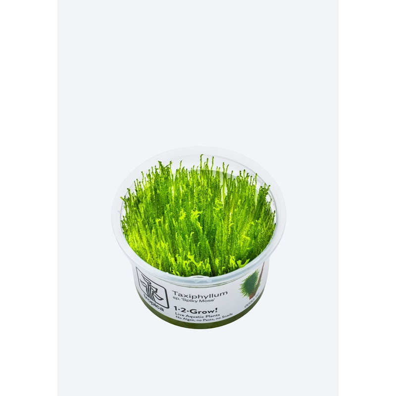 1-2-Grow! Taxiphyllum ‘Spiky’