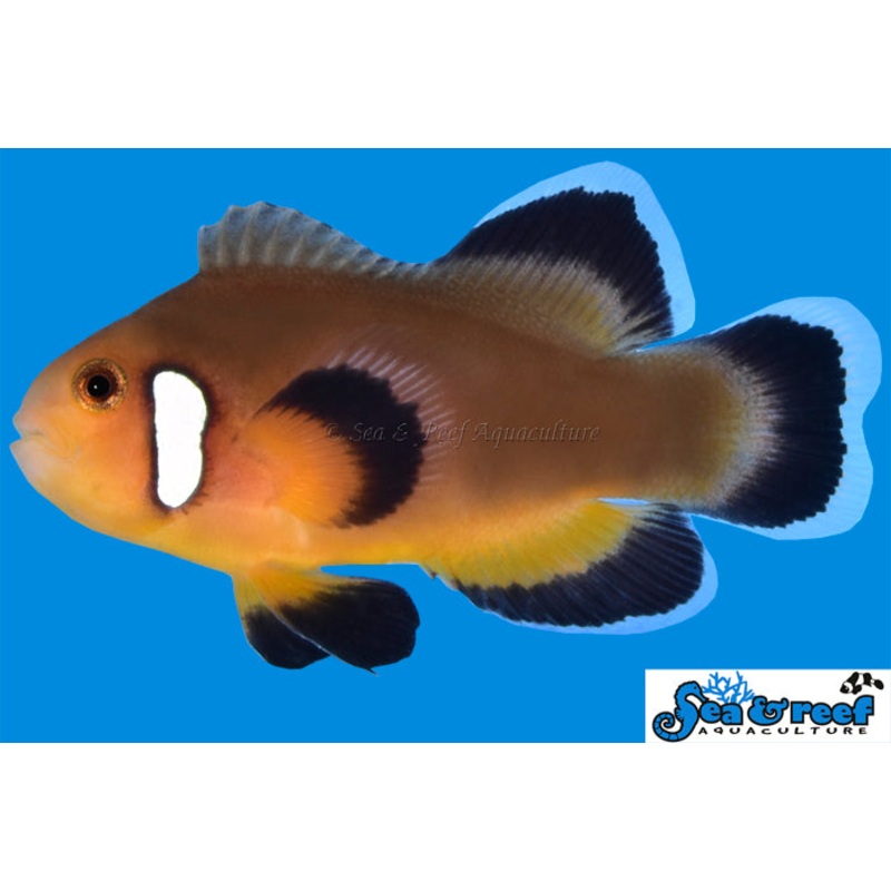 Clown – Mocha Latte Longfin