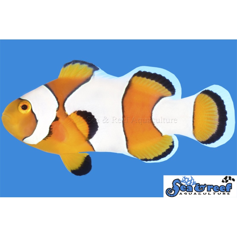 Clown – Percules Wide Bar