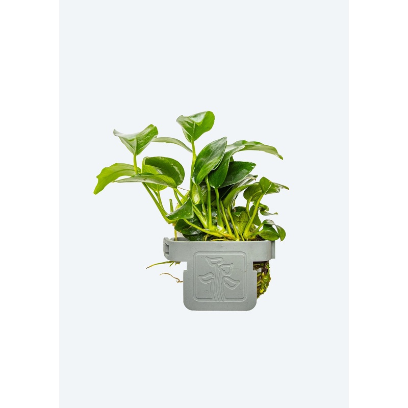 Anubias ‘Petite’ Clip