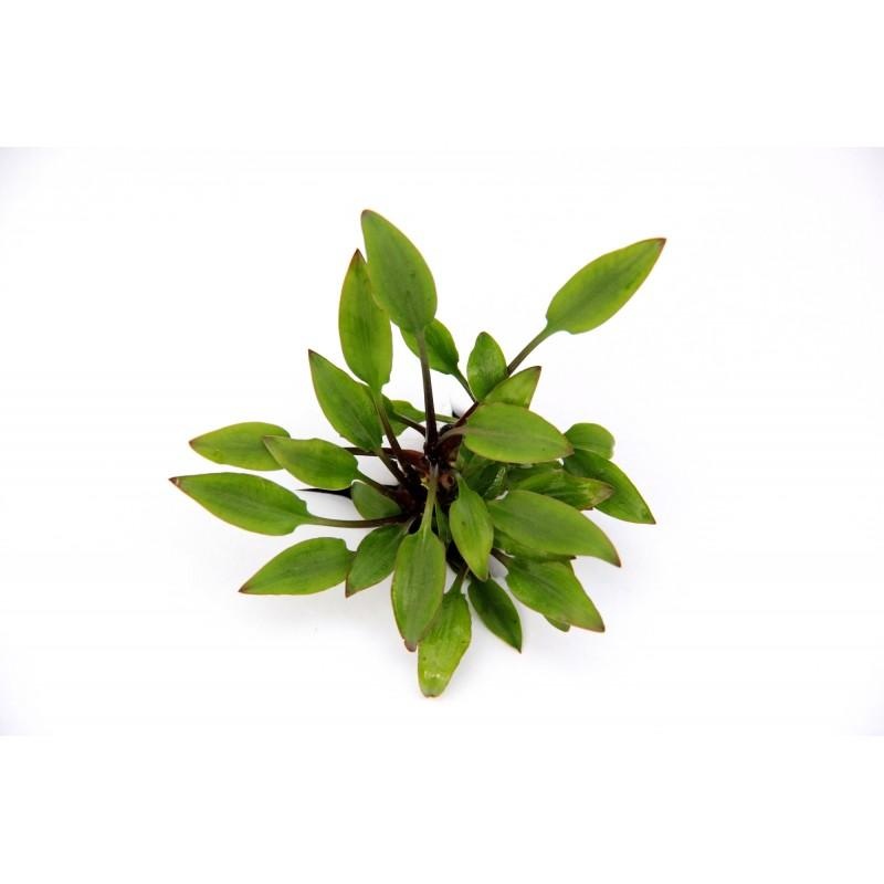 Dennerle Cryptocoryne Lutea Hobbit