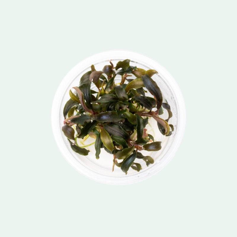 Bucephalandra Kedagang Mini Black