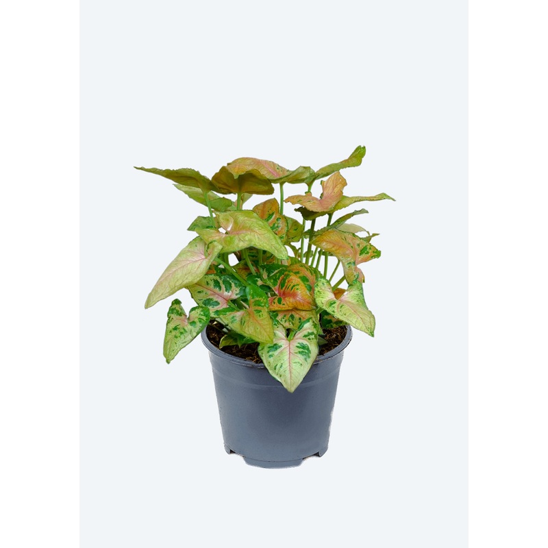 Syngonium Dwarf Princess