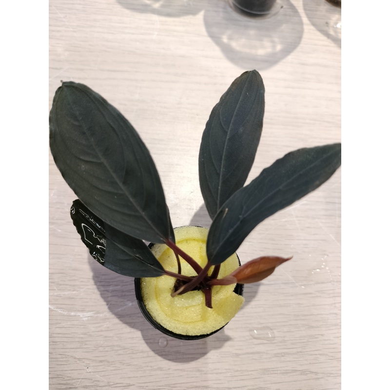 TCulture Buchepalandra SK Dark (Pot)