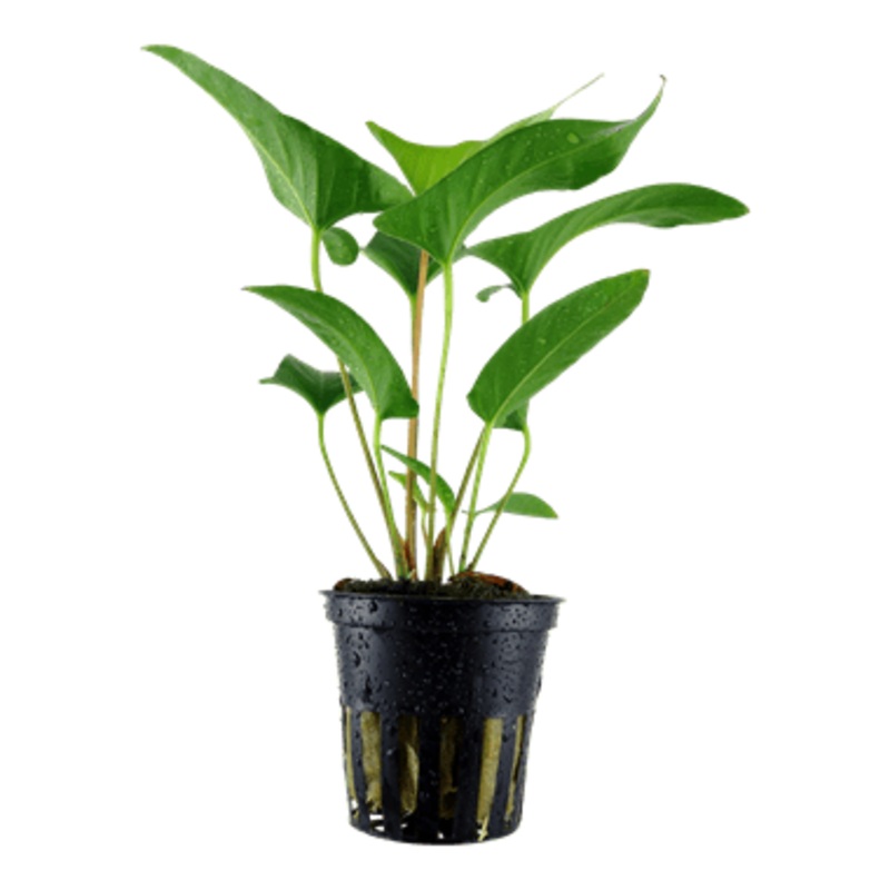 Tropica Anubias gracilis in Pot