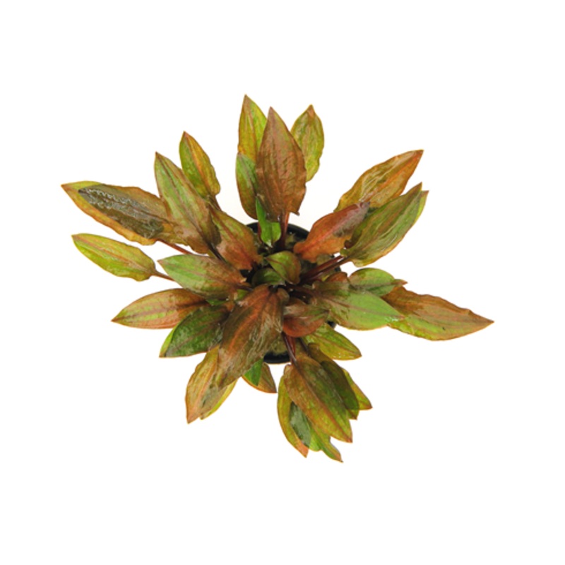 Dennerle Cryptocoryne walkeri var.legroi