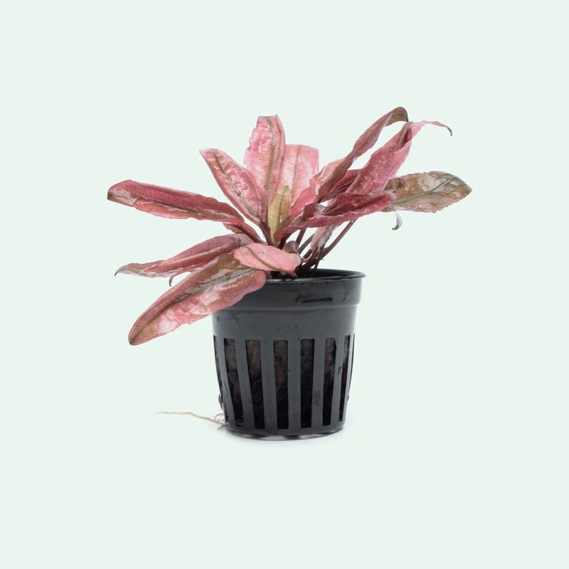 TCulture Cryptocoryne Flamingo (Pot/TC Cup)