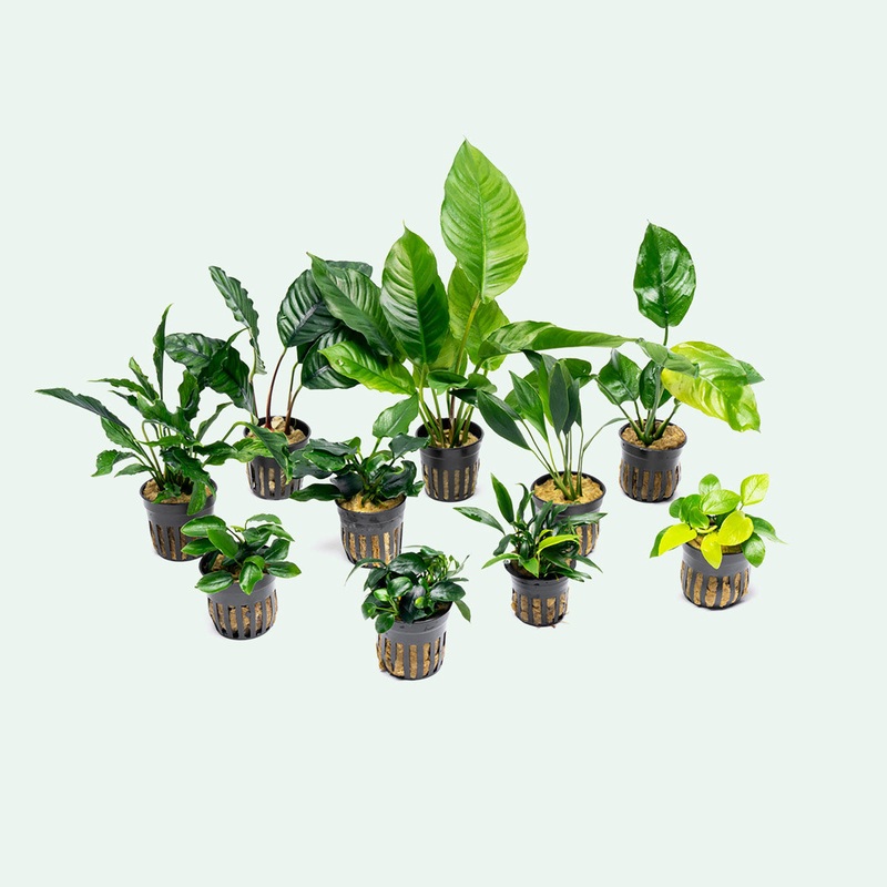 Assorted Anubias Bundle