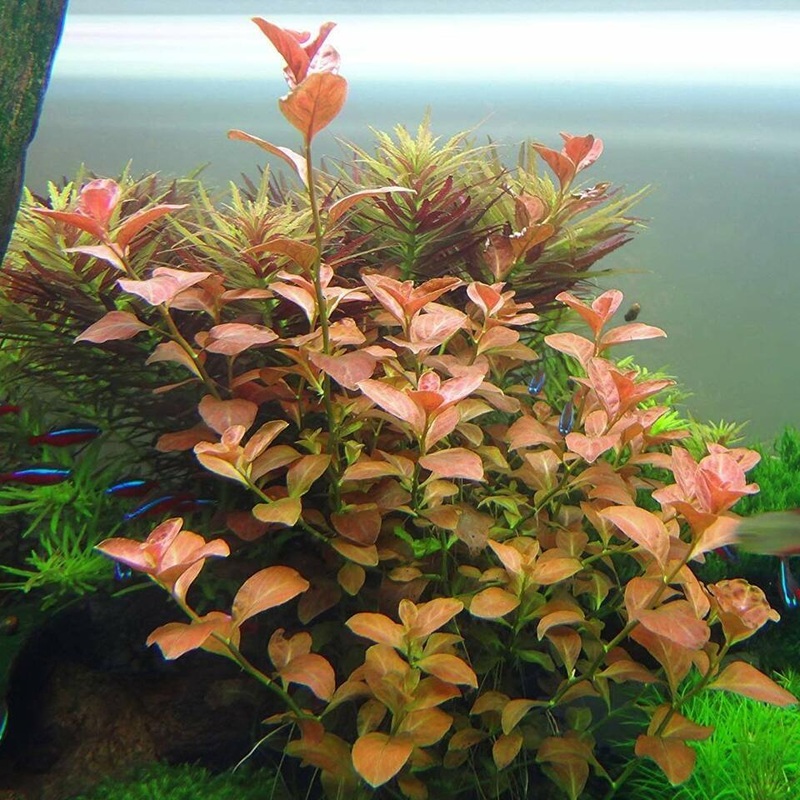 TCulture Ludwigia ovalis (Pot)