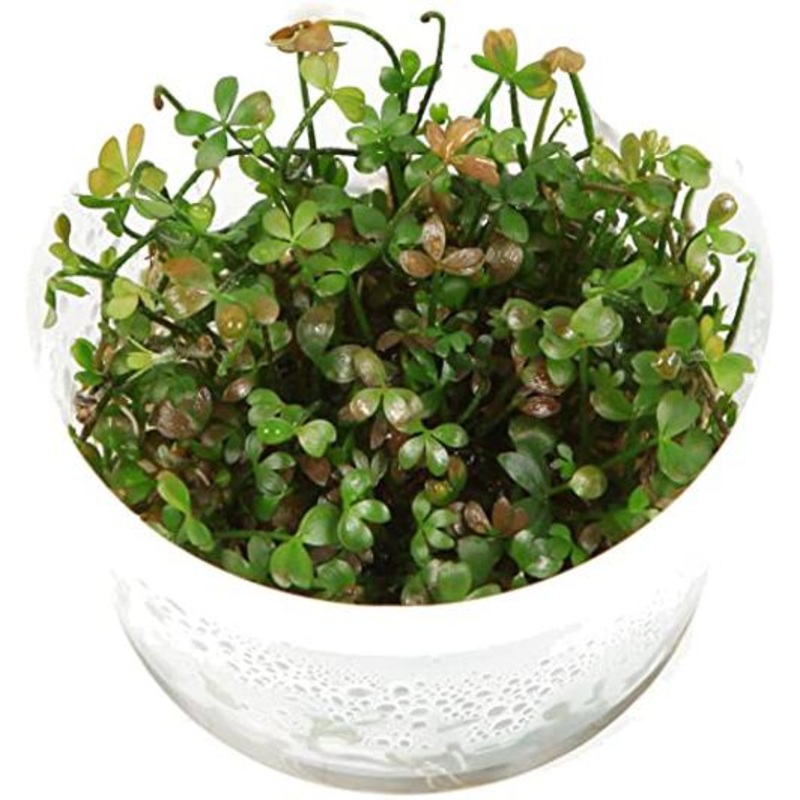 TCulture Marsilea hirsuta (TC Cup)