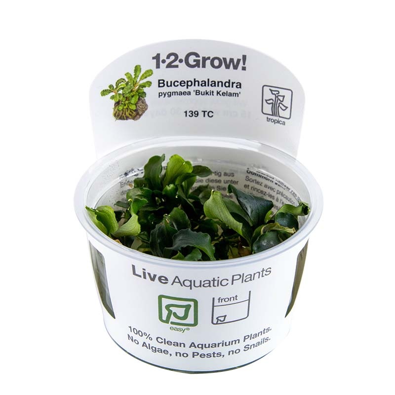 Tropica Bucephalandra pygmaea ‘Bukit Kelam’ 1-2-Grow!