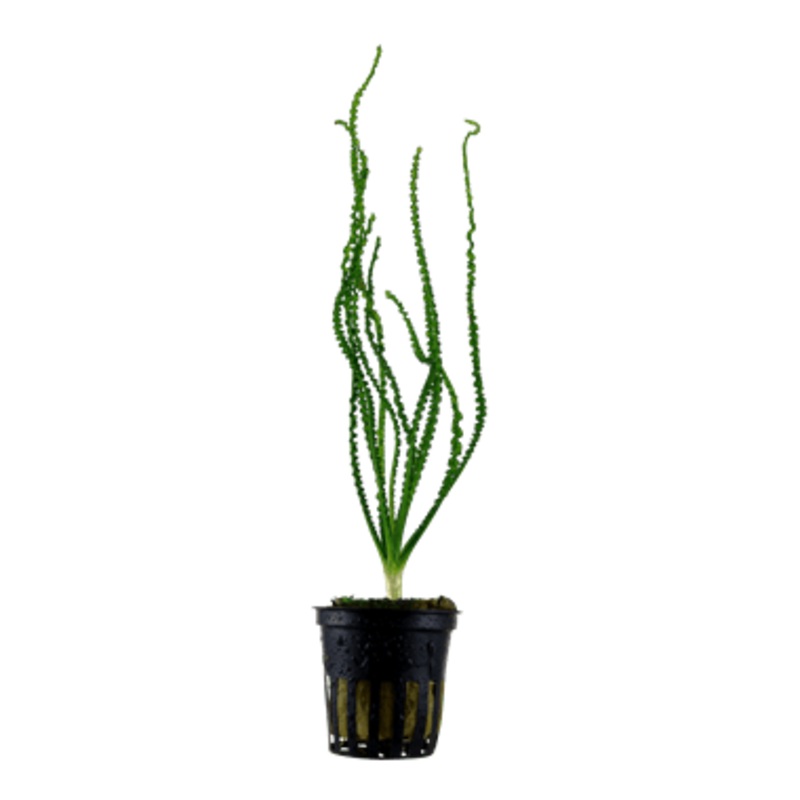 Tropica Crinum calamistratum in Pot