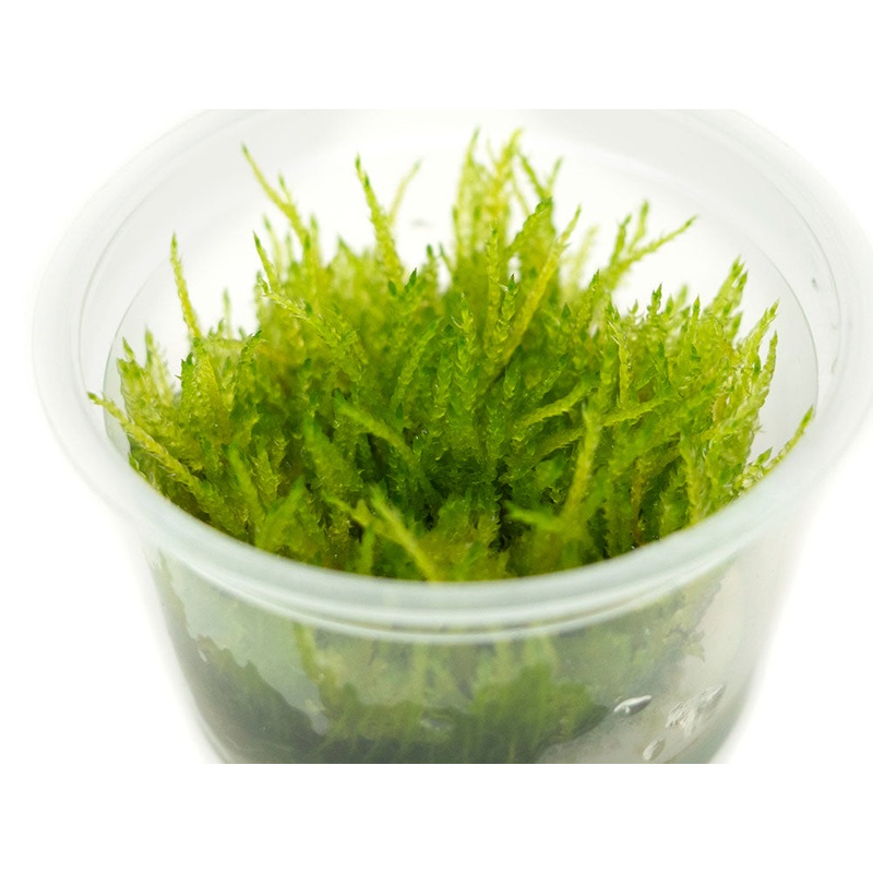 Weeping Moss (Vesicularia ferrieri) Tissue Culture
