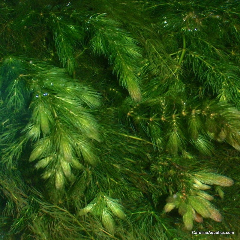 Hornwort