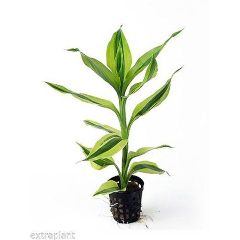 TCulture Dracaena Sanderian (Pot)