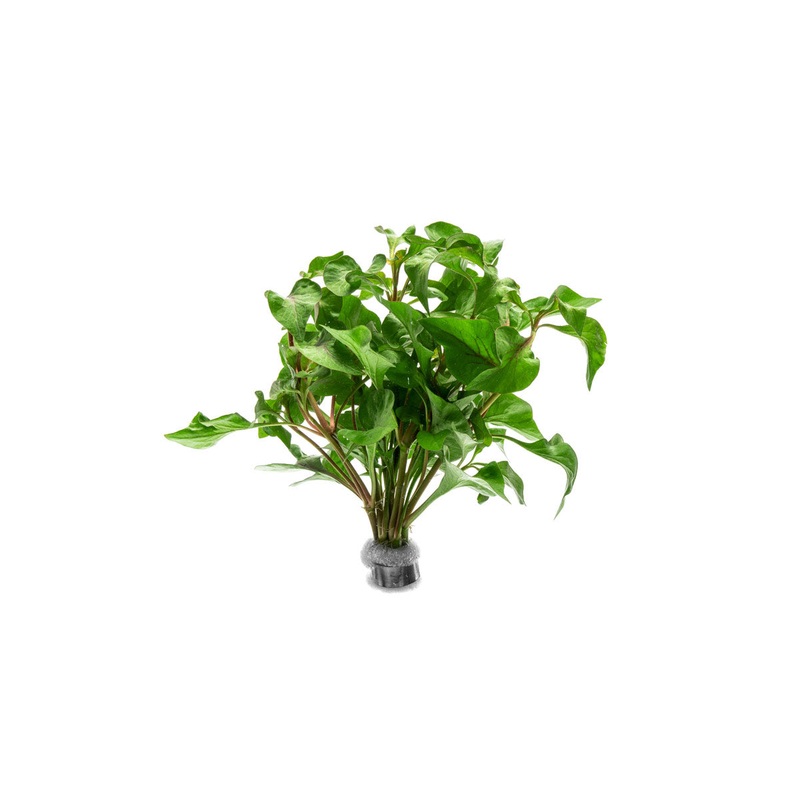 Alternanthera Amabilis Tricolor