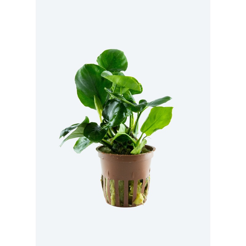 Anubias barteri Coin Leaf