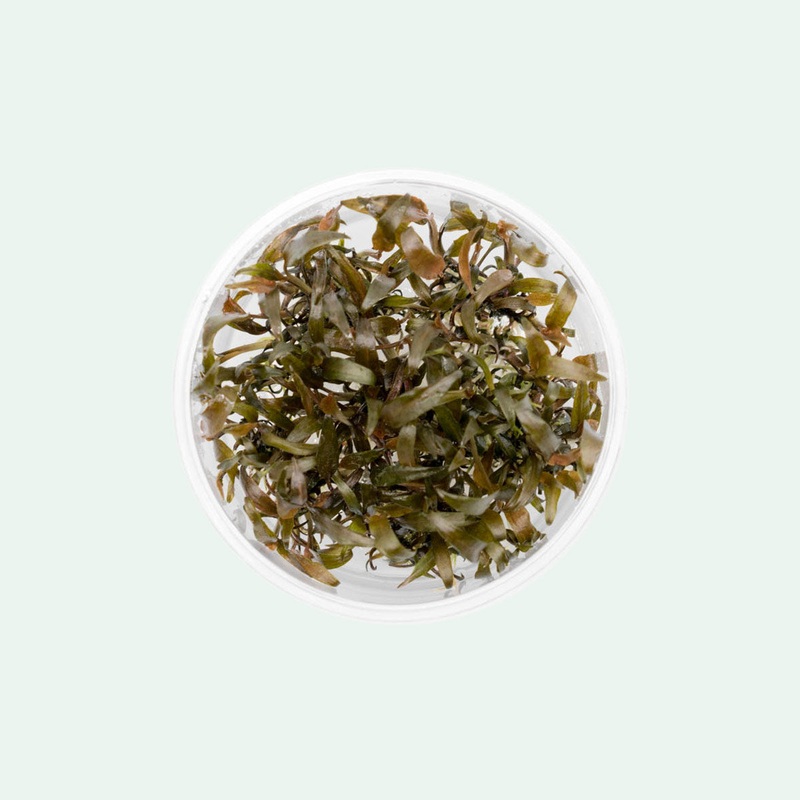 Cryptocoryne Affinis