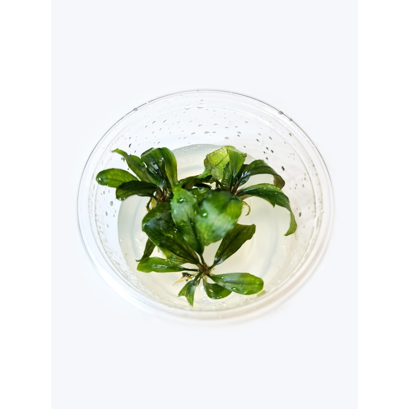 TCulture Bucephalandra Brownie Ghost (TC Cup)