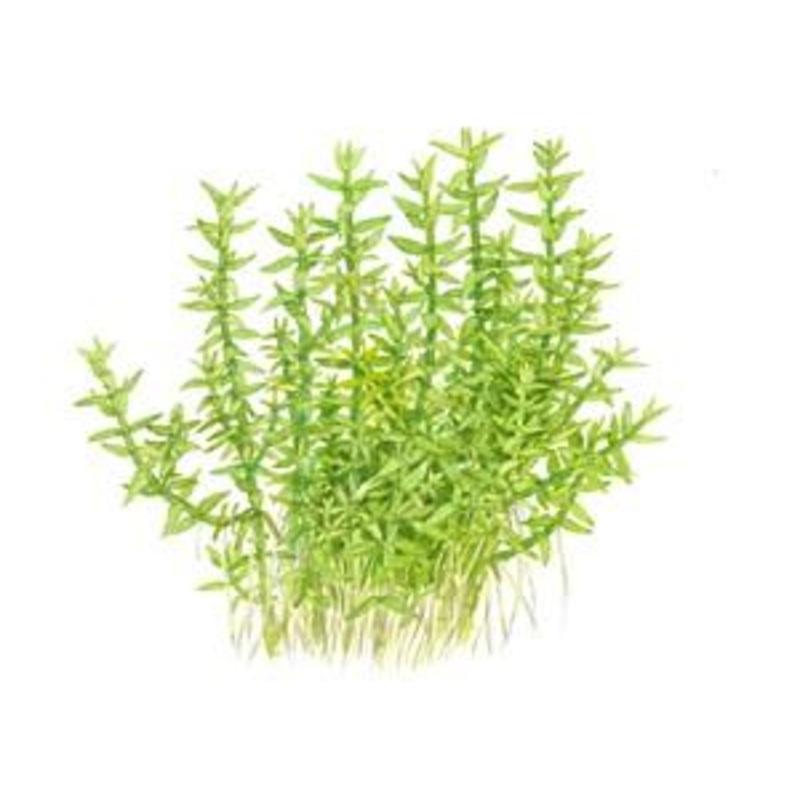 Tropica Gratiola Viscidula 1-2-GROW!