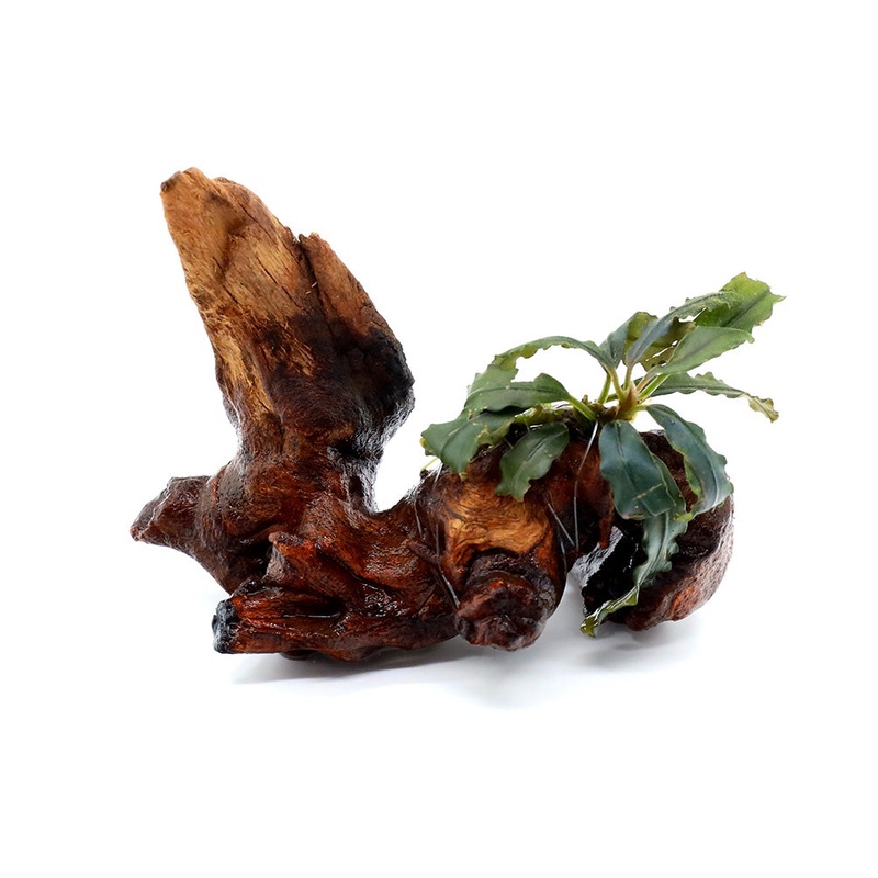 Assorted Bucephalandra (Bucephalandra sp.) on 2 Driftwood
