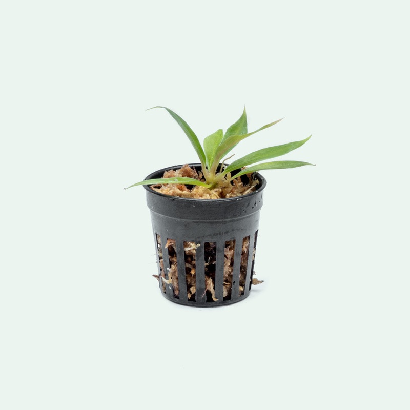 Philodendron Tortum – Bare Root